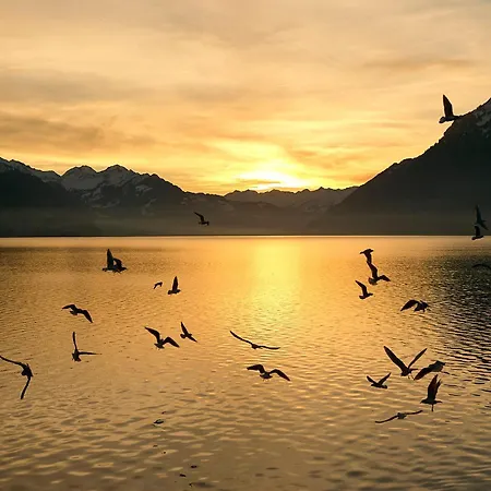 Bellerive - Partial View 公寓 *