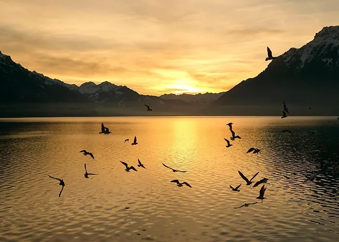 Bellerive - Partial View 公寓 *